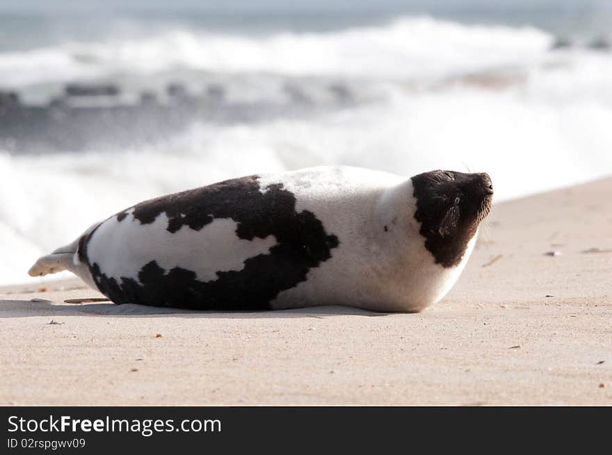 Harbor Seal