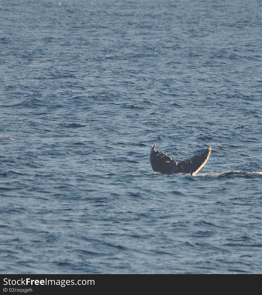 Humpback whale diving off coast of maine