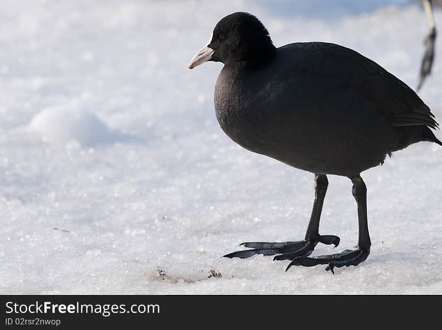 Common Coot on Ice