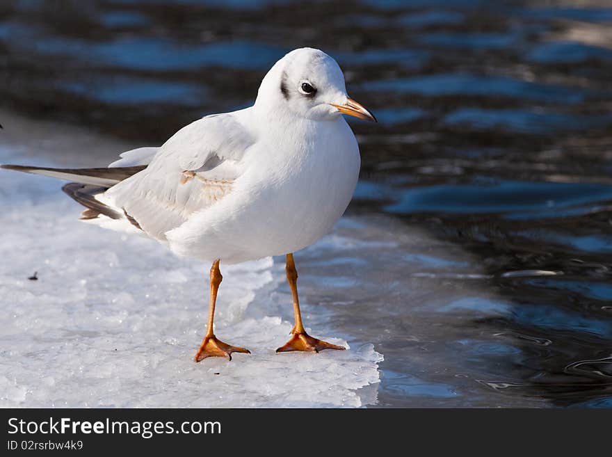 Black Heade Gull on ice