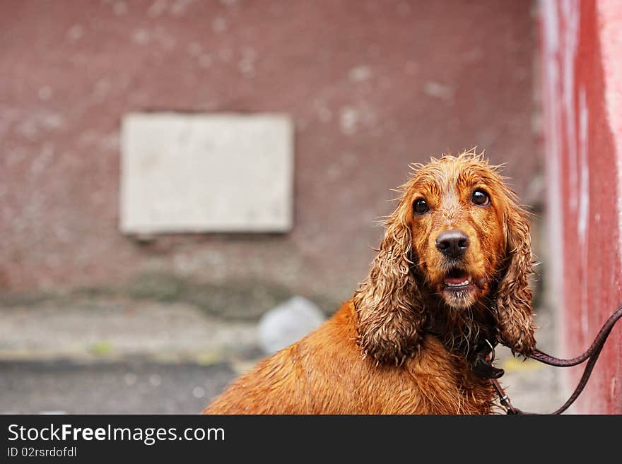 Golden wet spaniel looking to the side Portrait of a Dog. Golden wet spaniel looking to the side Portrait of a Dog
