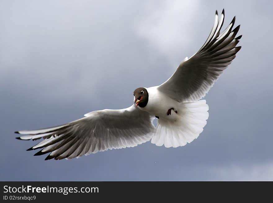 A gull catching a piece of bread