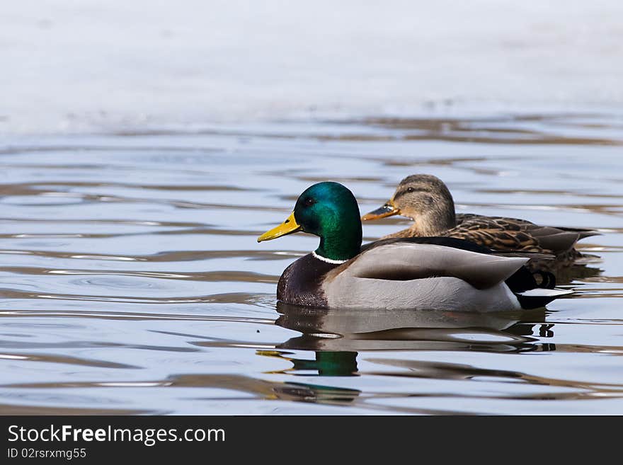 Mallard Duck Pair