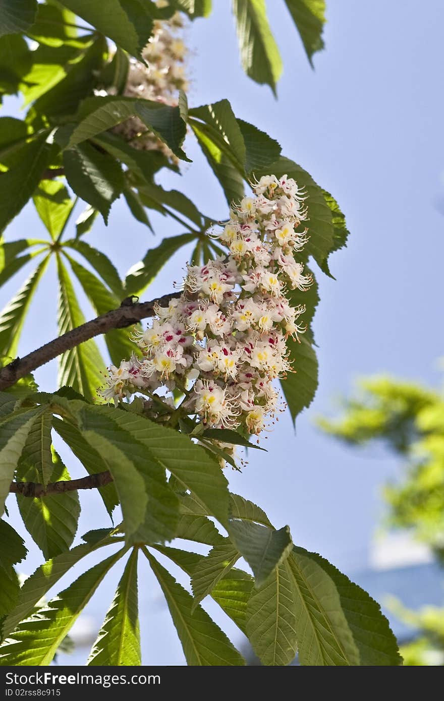 Blooming chestnut tree in Kiev, Ukraine