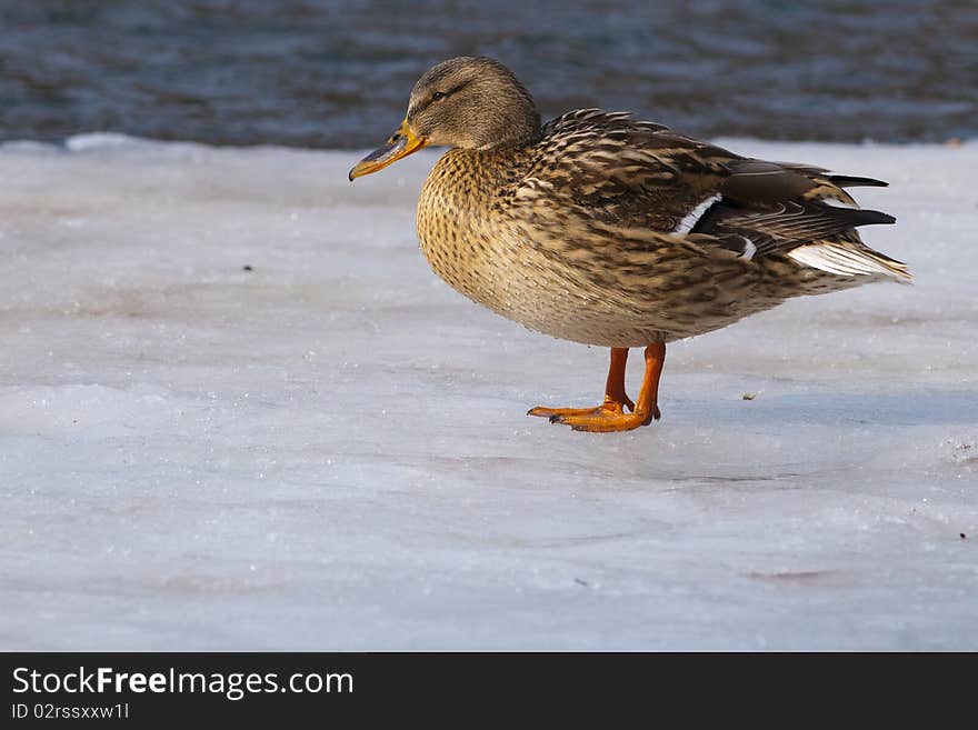 Mallard Duck On Ice