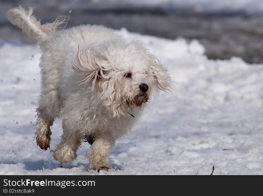 White Dog running