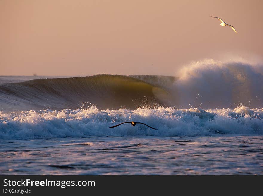 Seagulls flying over breaking waves in Atlantic. Seagulls flying over breaking waves in Atlantic