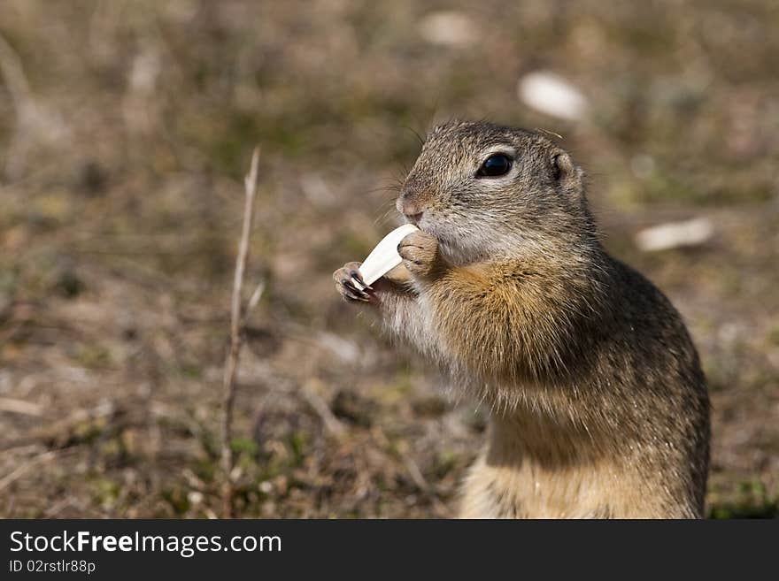 European Ground Squirrel