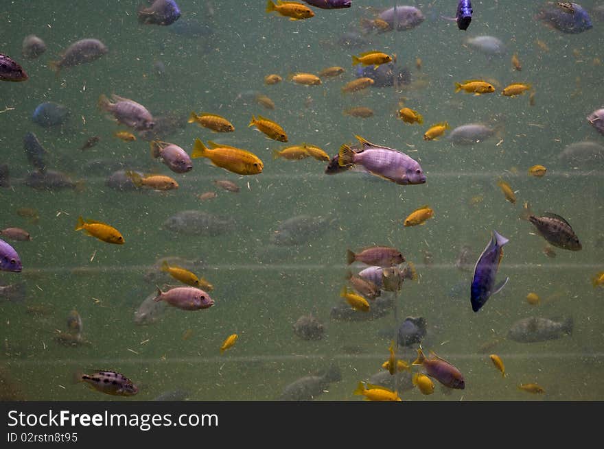 Cichlids swimming in an aquarium