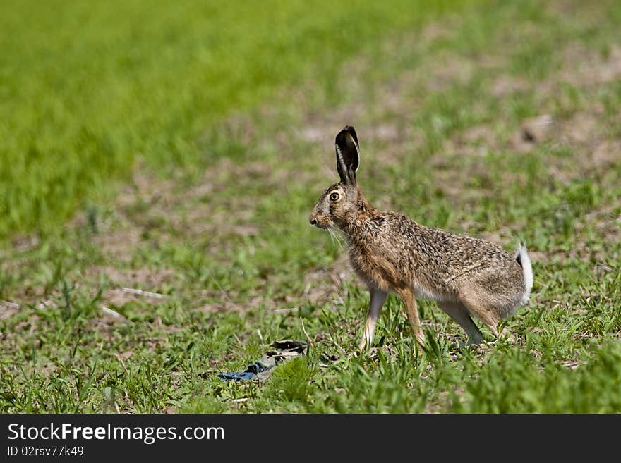 European Hare