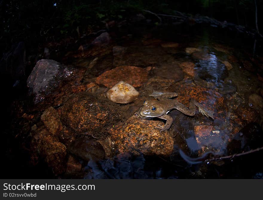 Frog sitting in stream bed. Frog sitting in stream bed