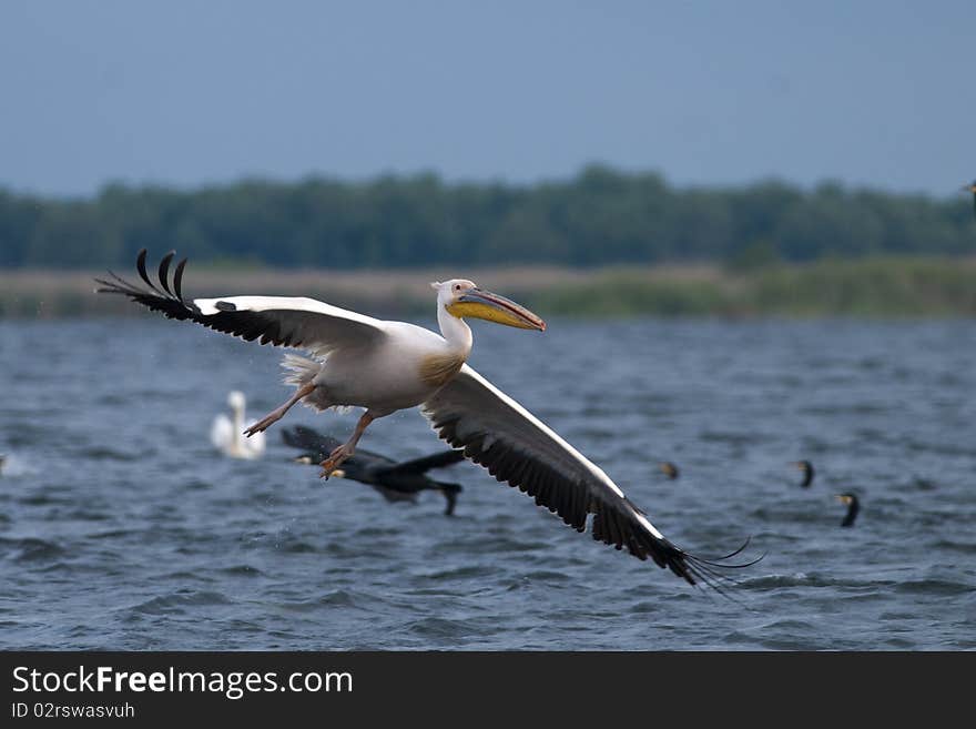 White Pelican in Flight