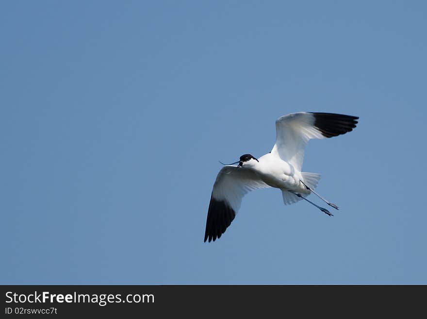 Pied Avocet in flight