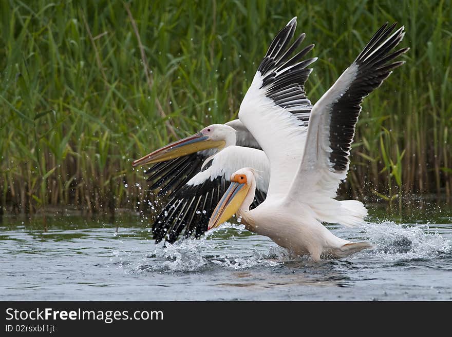 White Pelicans taking off