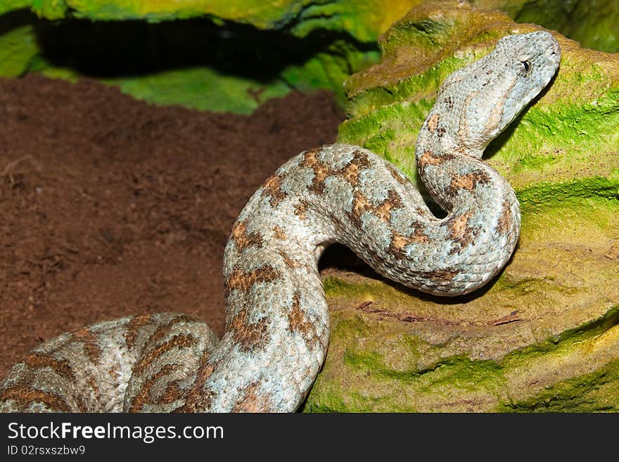 Levant Viper (Macrovipera lebetina turanica) in Terrarium