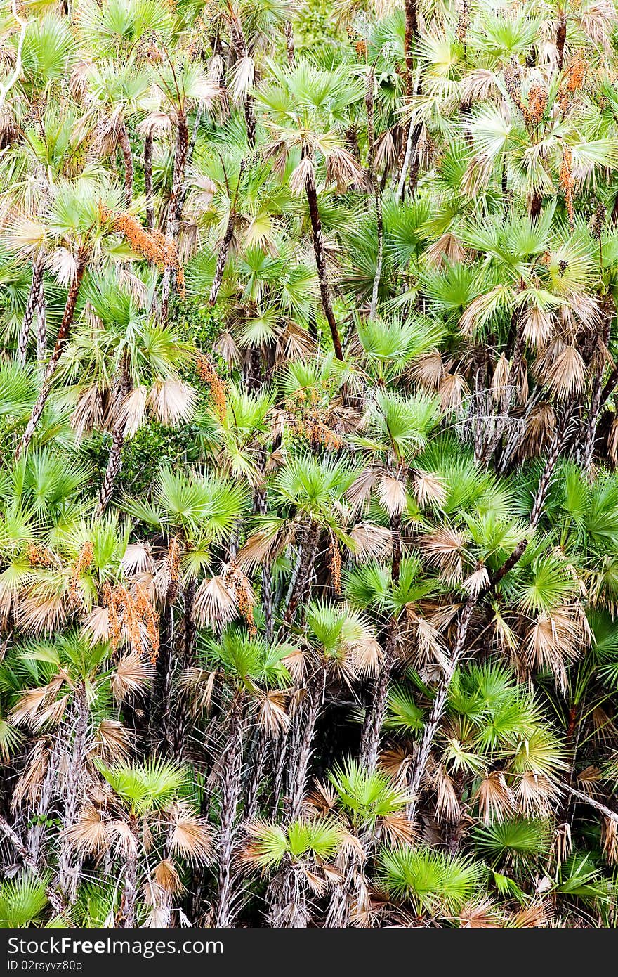 Vegetation in Everglades National Park, Florida, USA