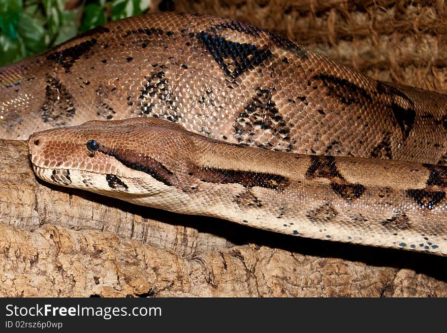 Boa Constrictor portrait