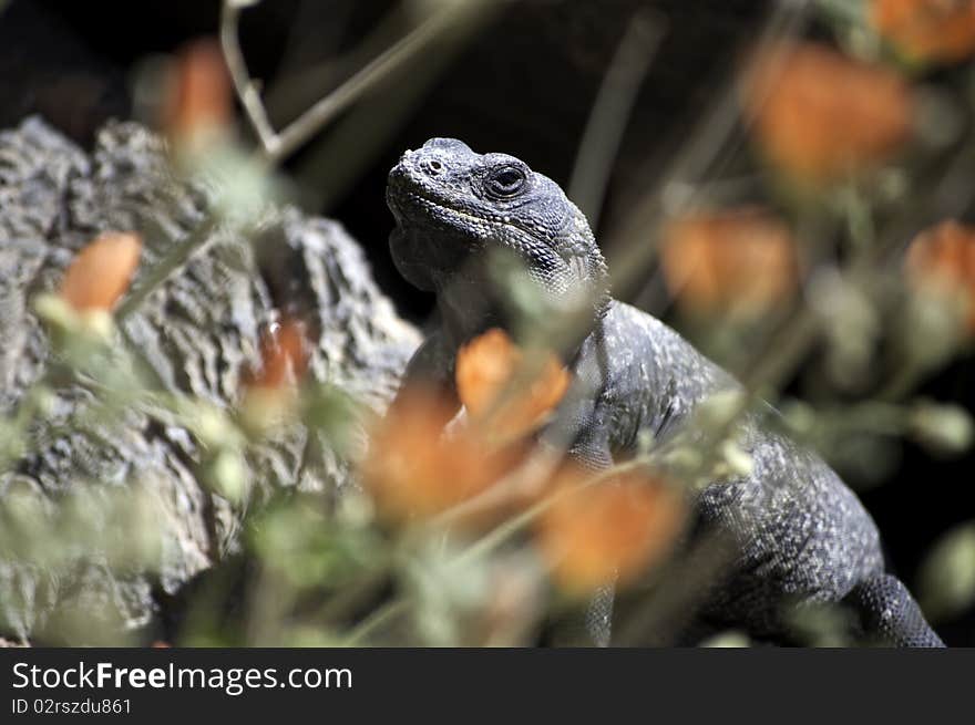 A chuckwalla, Sauromalus obesus, basks in the sun behind desert globemallow flowers in Ash Meadows National Wildlife Refuge, Nevada. A chuckwalla, Sauromalus obesus, basks in the sun behind desert globemallow flowers in Ash Meadows National Wildlife Refuge, Nevada