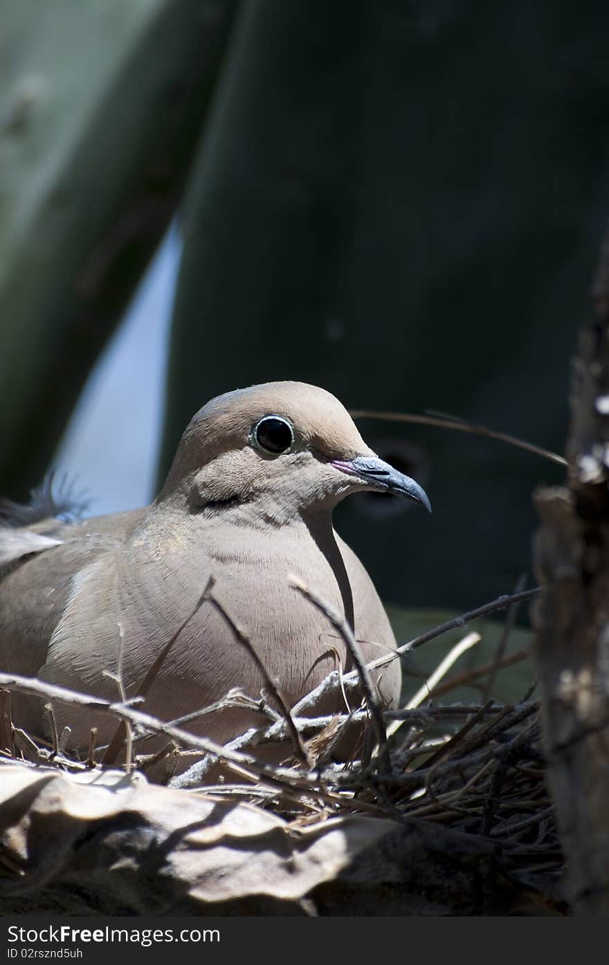 Mourning Dove Zenaida macroura