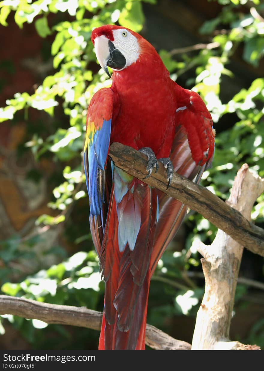 Brilliant red parrot its head and peers from a bare tree branch. Brilliant red parrot its head and peers from a bare tree branch