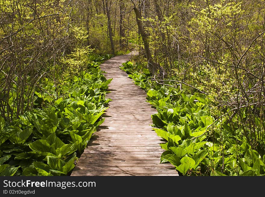 Wooden path