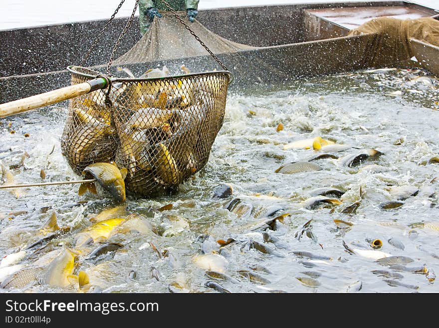 Harvesting pond during autumn season