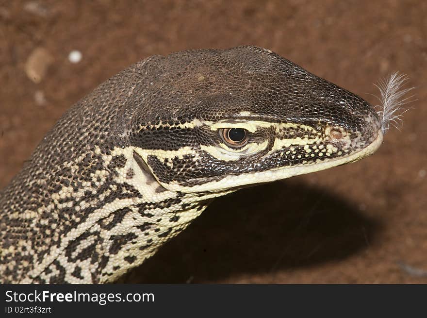 Sand Goanna Portrait