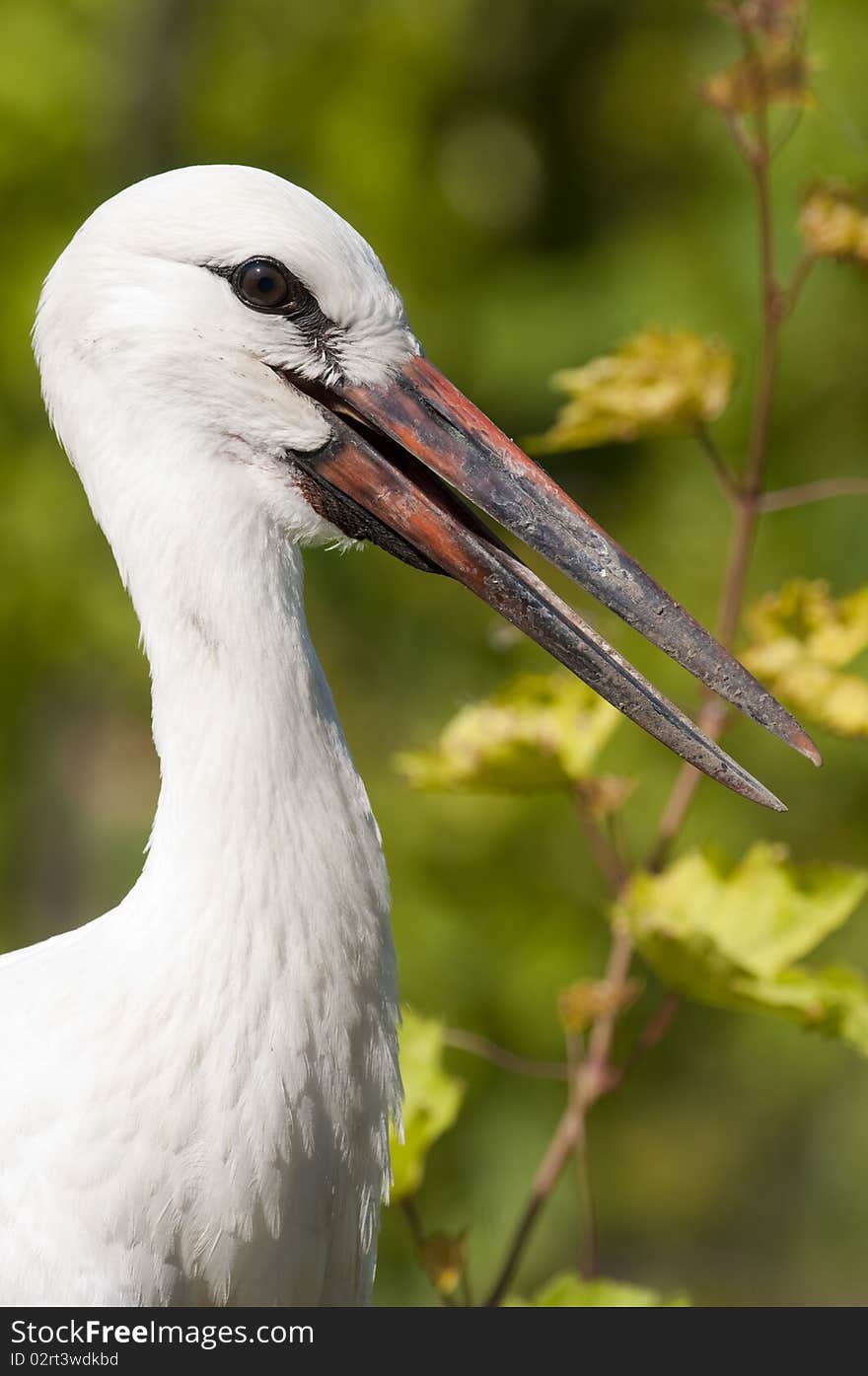 White Stork Juvenile