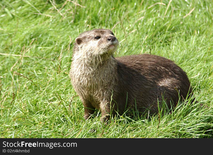 An Otter