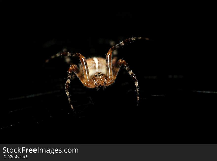 Cross Spider (Araneus diadematus) attacking from black darkness