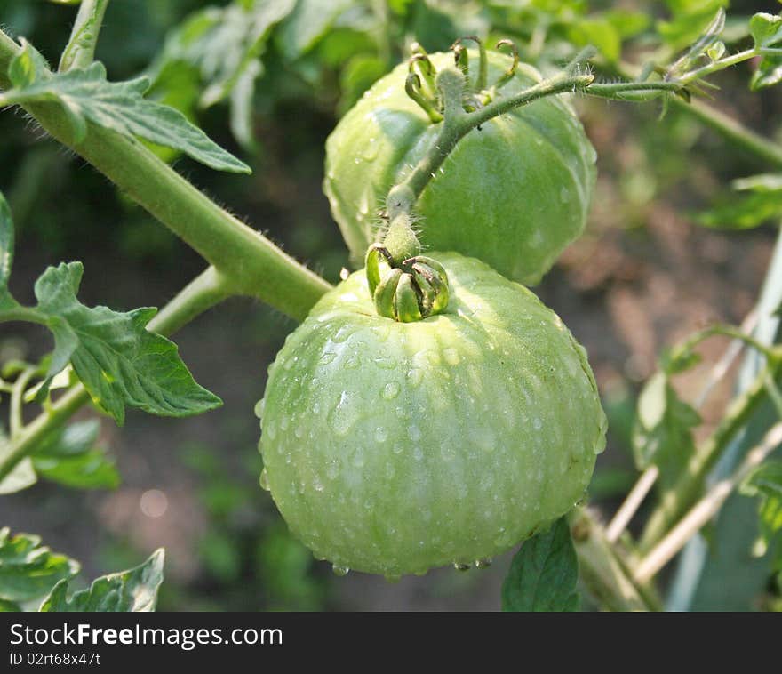 Tomatoes On Garden