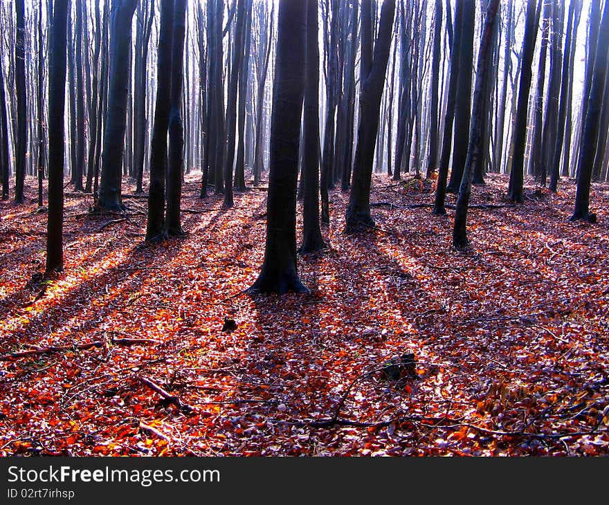 fall color leaves under beech tree trunks in autumn. fall color leaves under beech tree trunks in autumn