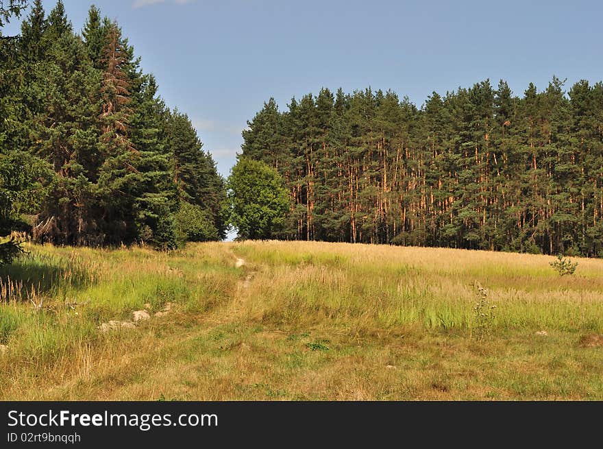 Clearing In The Forest