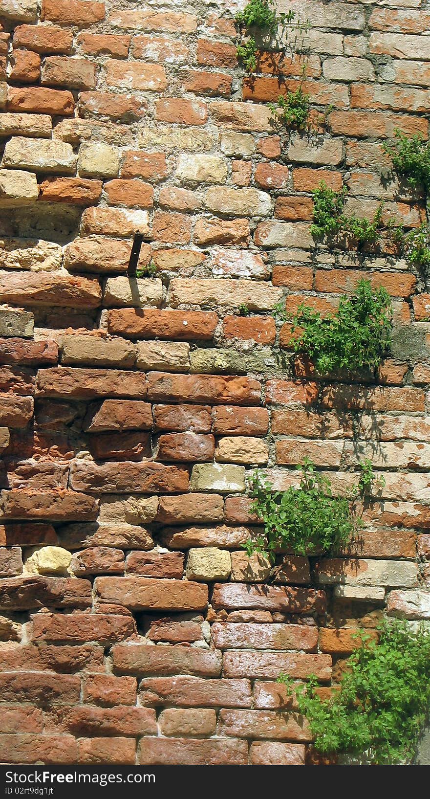 Wall of red bricks with plants in it in Venice. Wall of red bricks with plants in it in Venice