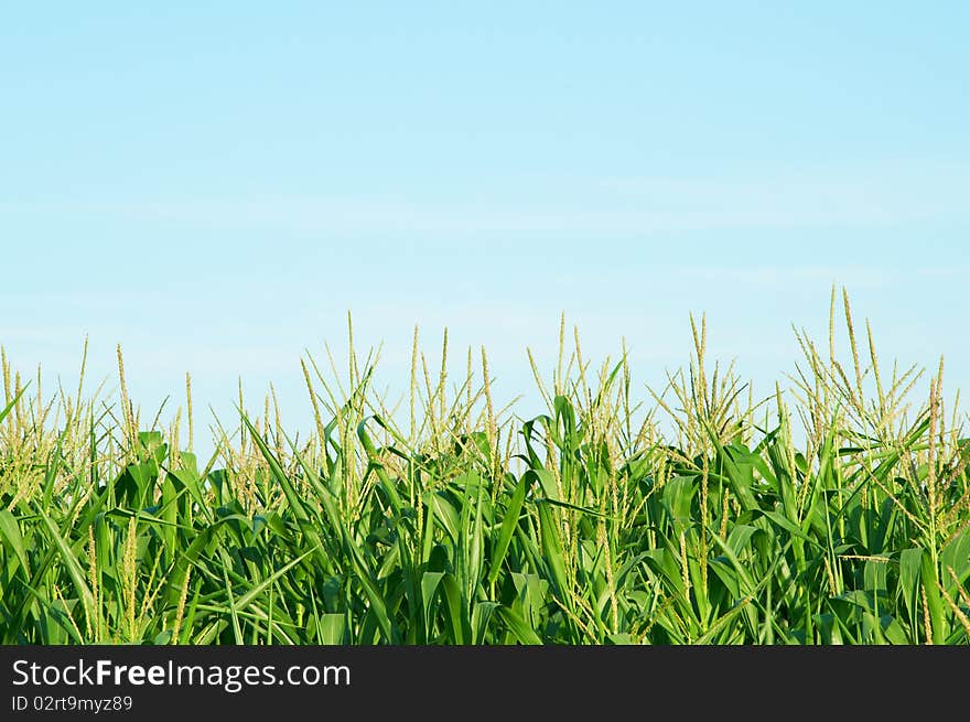 Green Corn field on the backgroung of blue sky