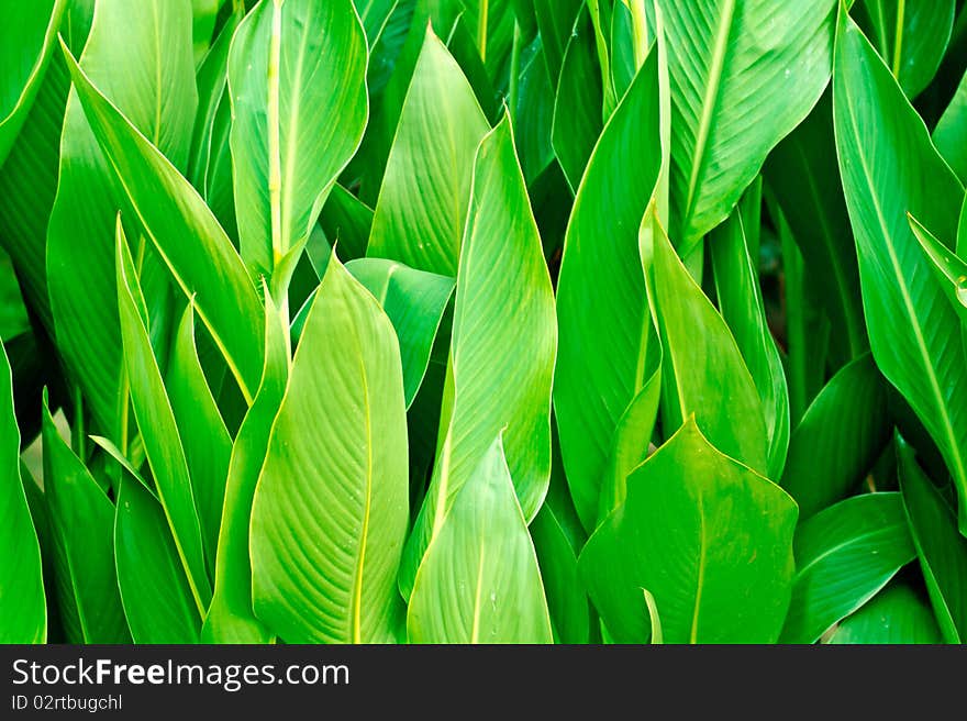 Vivid coloured green leaves close up