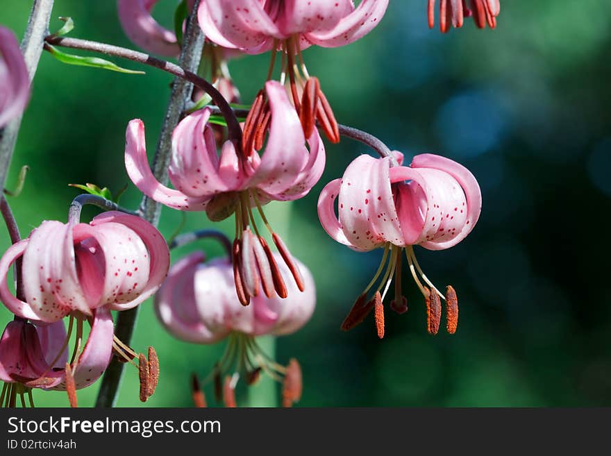 Red Lily Flowers