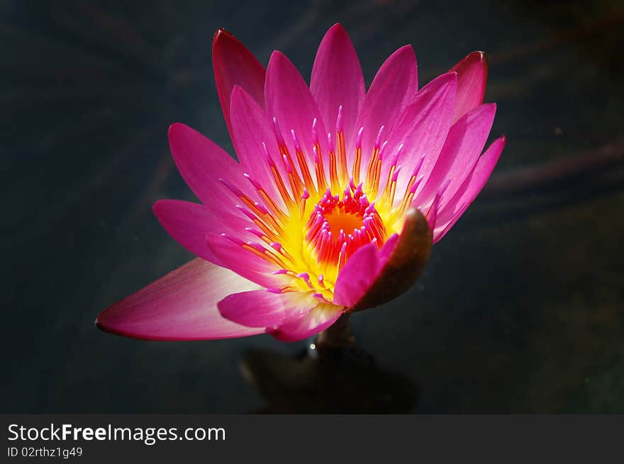 Water Lily