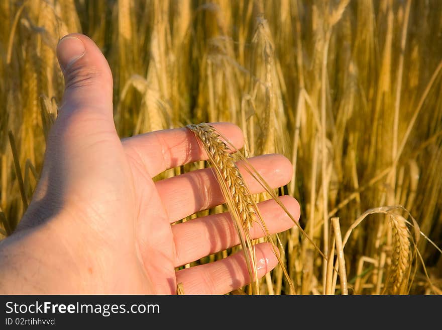 Hand With Wheat