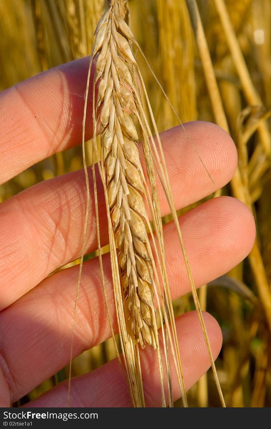 Hand With Wheat, Close-up