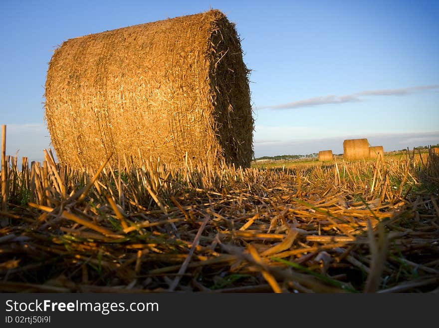 Bales of straw close-up in the field