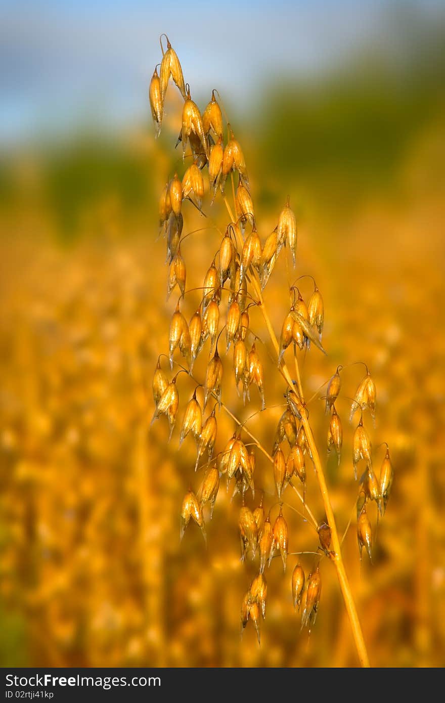 Oats On The Stem And Blurred Background