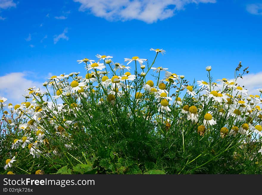 Daisy flowers and sky