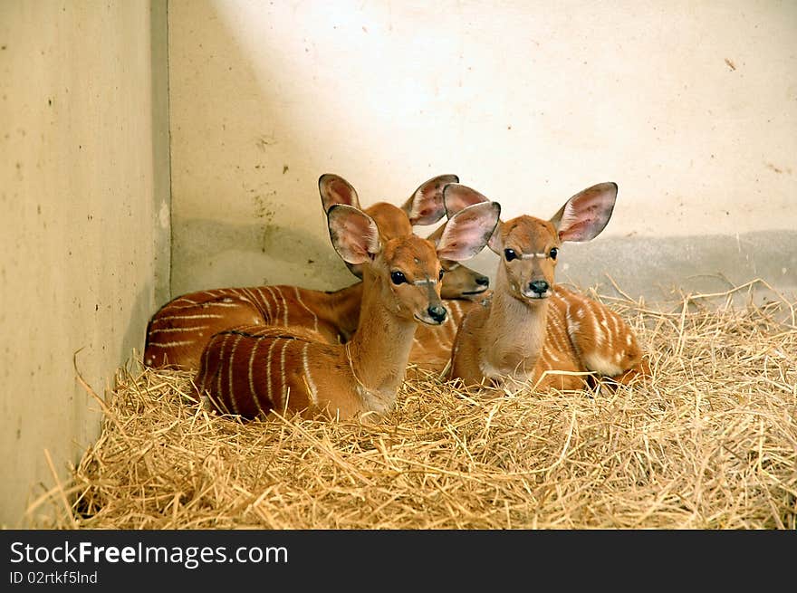 Young nyala in Chiangmai Night Safari