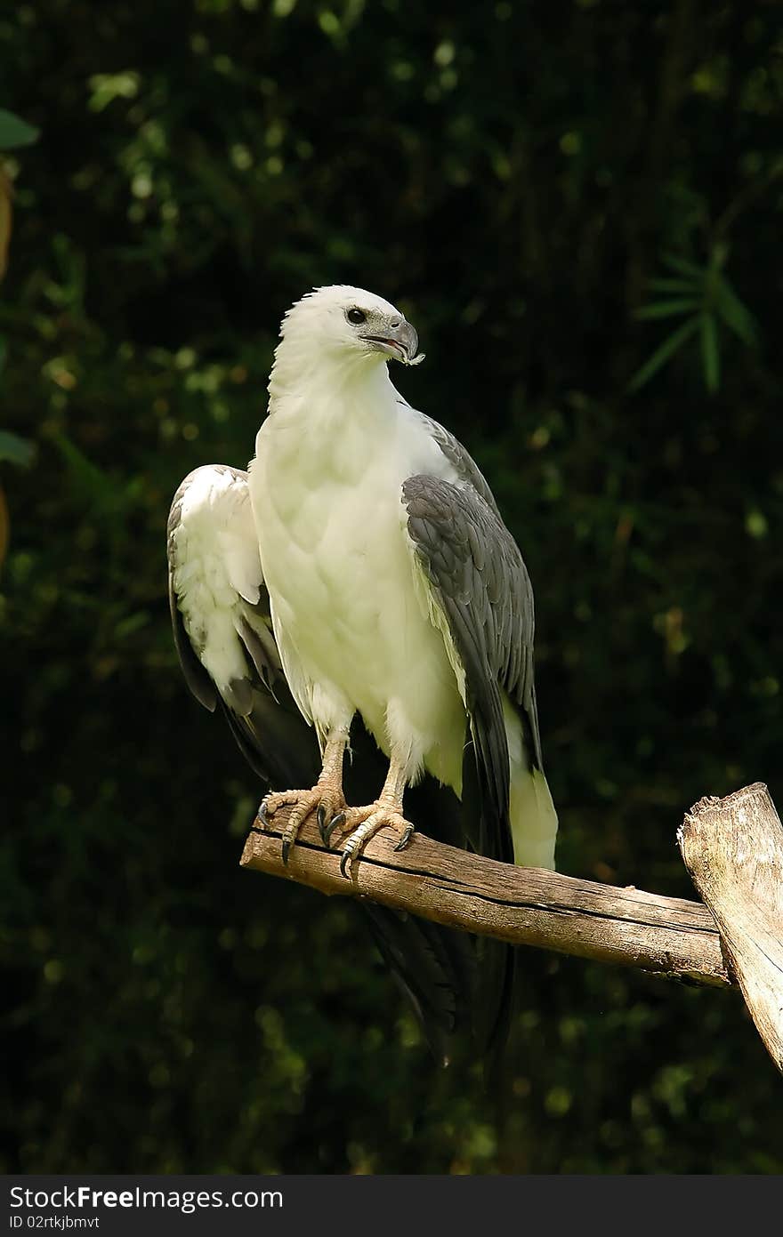 White-bellied Sea Eagle