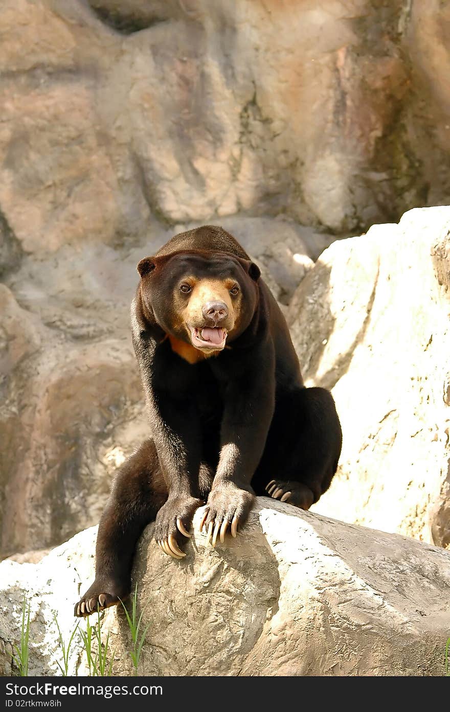 Malayan Sun Bear in Chiangmai Night Safari