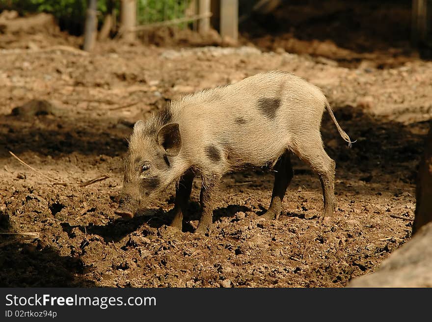 Small pig in Chiangmai Night Safari