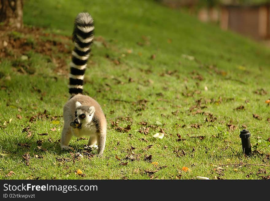 Ring tail lemur in Chiangmai Night Safari