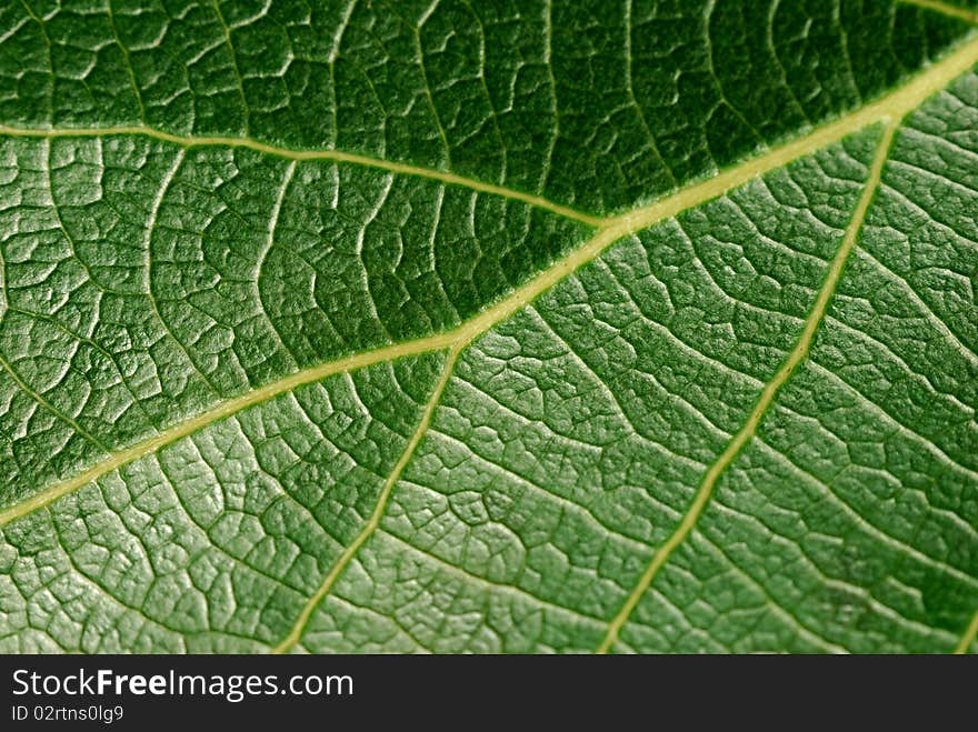 Leafage