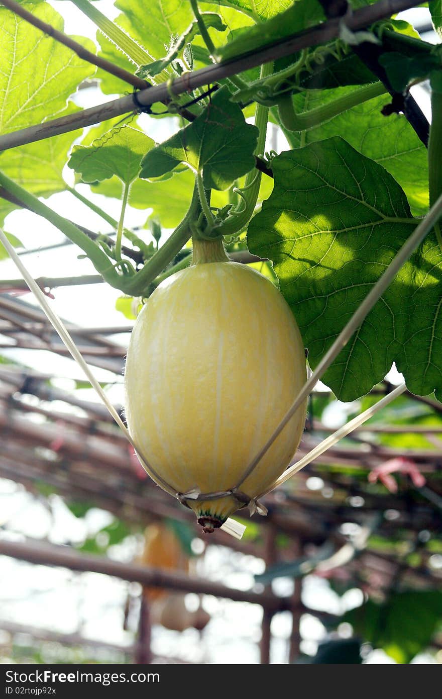 Pumpkin On The Vine